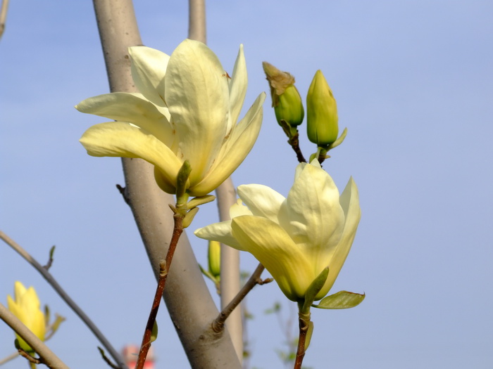 飞黄玉兰Magnolia denudata 'Feihuang' 飞黄玉兰Magnolia denudata 'Feihuang'