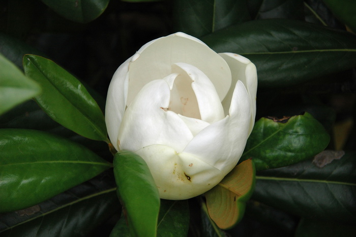 窄叶荷花玉兰Magnolia grandiflora var. lanceolata 窄叶荷花玉兰Magnolia grandiflora var. lanceolata