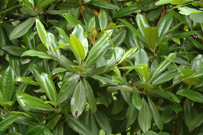 窄叶荷花玉兰Magnolia grandiflora var. lanceolata 窄叶荷花玉兰Magnolia grandiflora var. lanceolata