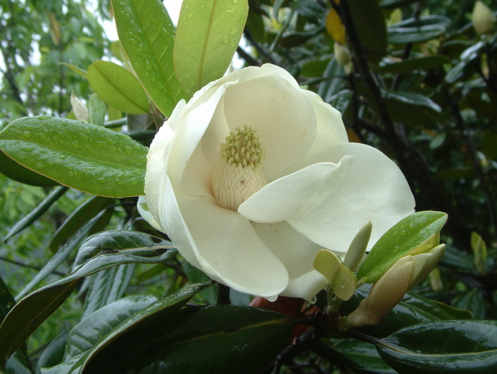荷花玉兰Magnolia grandiflora