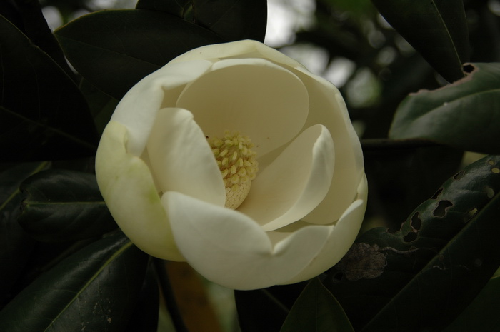荷花玉兰Magnolia grandiflora