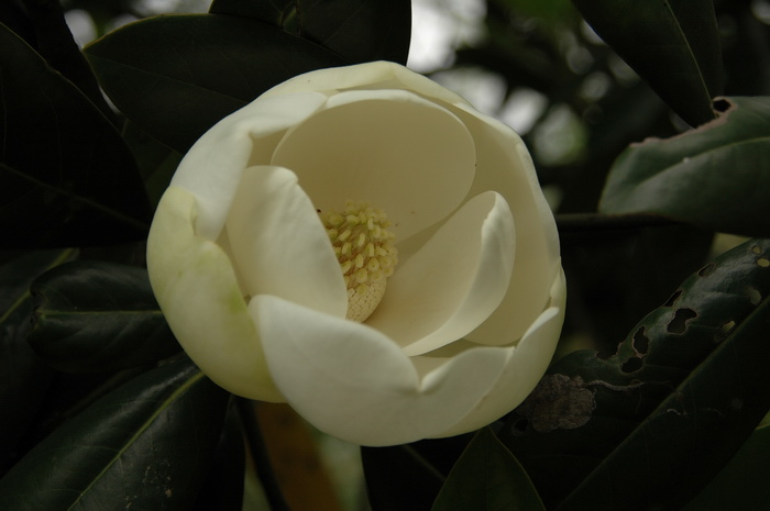 荷花玉兰Magnolia grandiflora 荷花玉兰Magnolia grandiflora