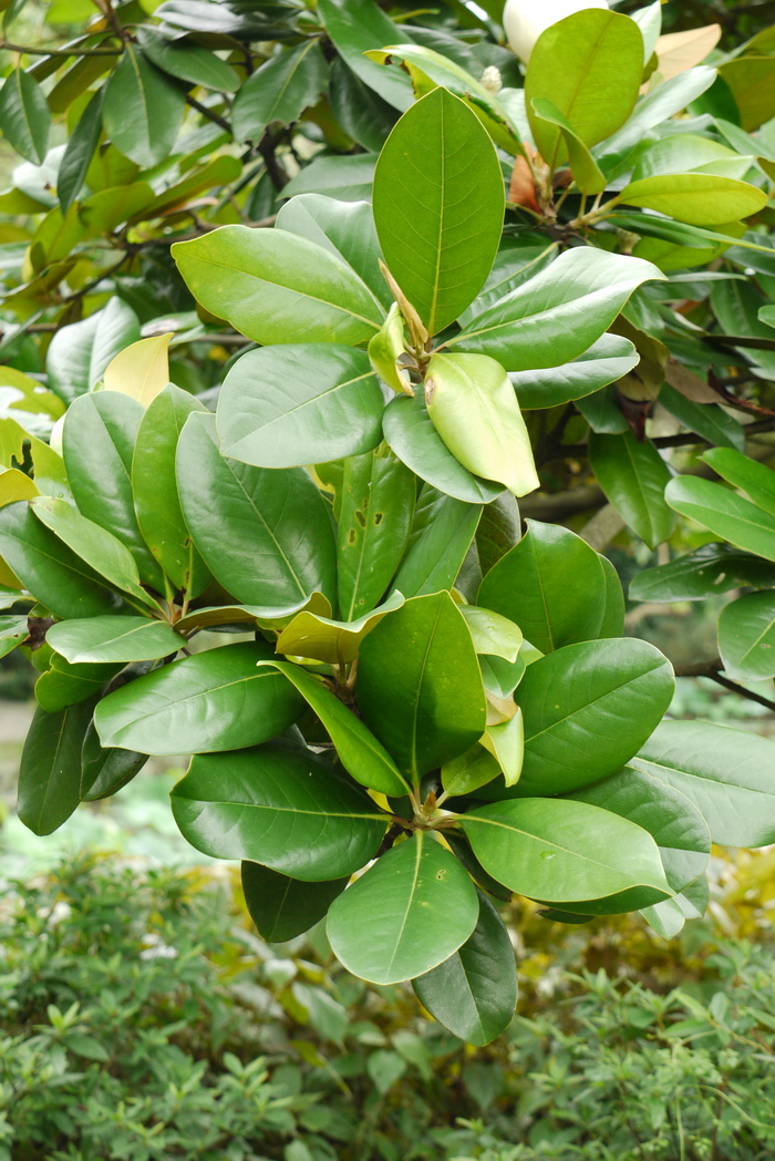 荷花玉兰magnolia grandiflora