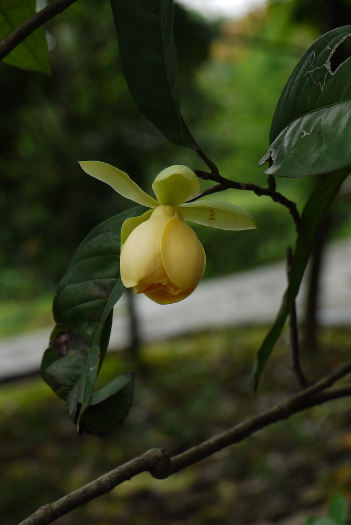 黄花木兰 Magnolia liliifera