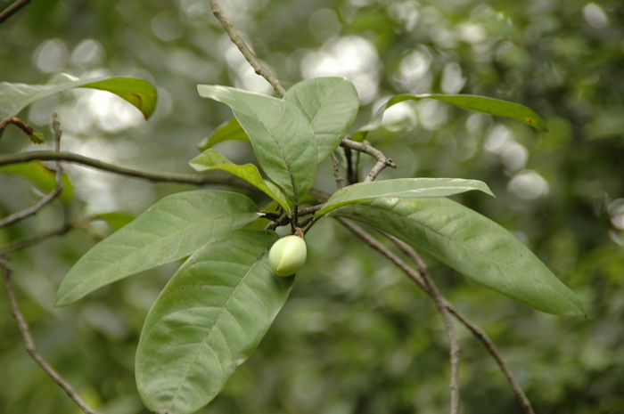 黄花木兰 Magnolia liliifera