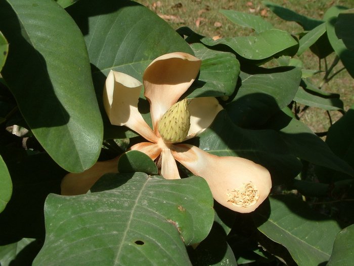三瓣木兰Magnolia tripetala
