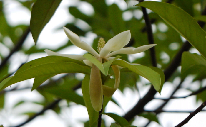 法斗木莲Manglietia fadouensis