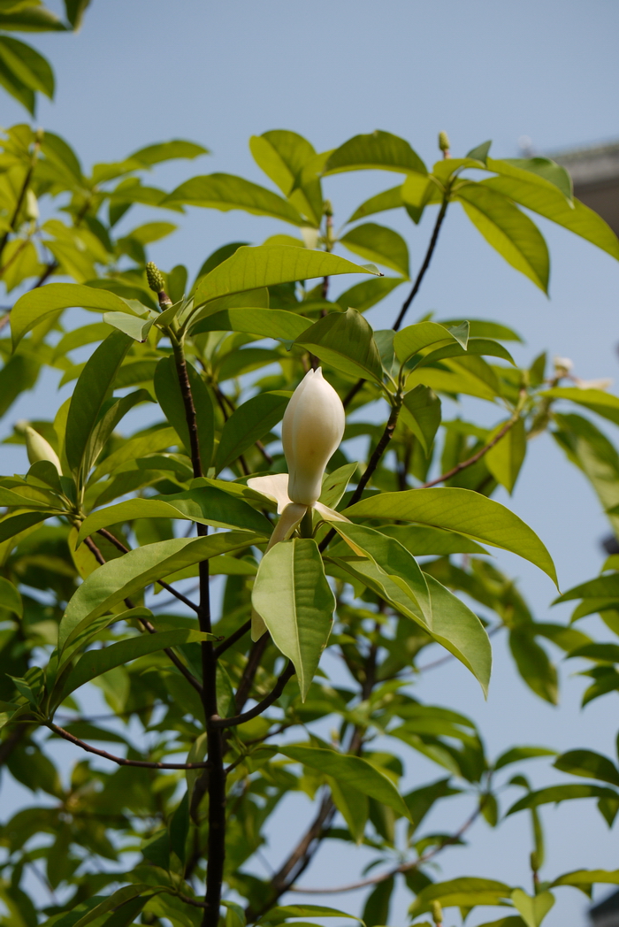 法斗木莲Manglietia fadouensis