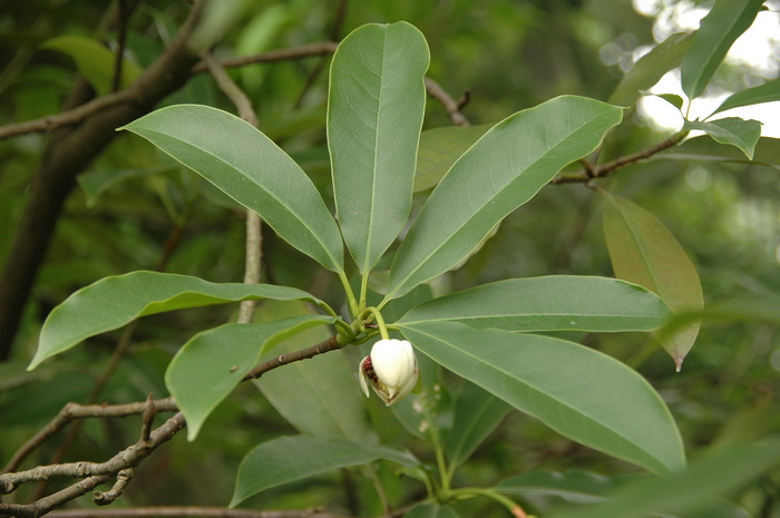 桂南木莲Manglietia conifera 桂南木莲Manglietia conifera