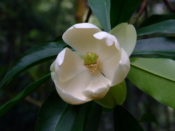 白蕊木莲Manglietia albistaminata 白蕊木莲Manglietia albistaminata