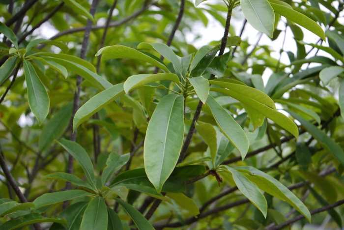 香木莲Manglietia aromatica 香木莲Manglietia aromatica