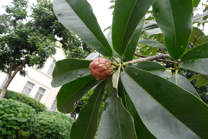 粗梗木莲Manglietia crassipes 粗梗木莲Manglietia crassipes