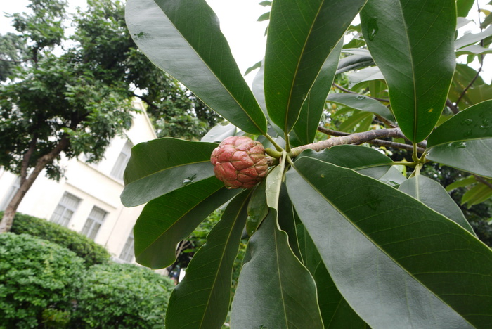 粗梗木莲Manglietia crassipes