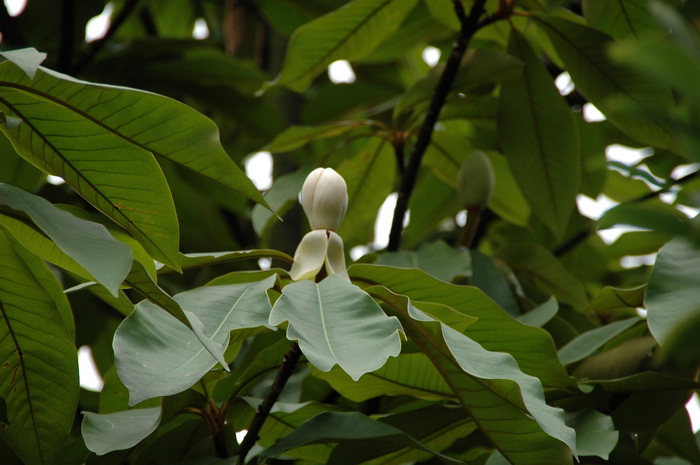 大叶木莲 Manglietia dandyi 大叶木莲 Manglietia dandyi