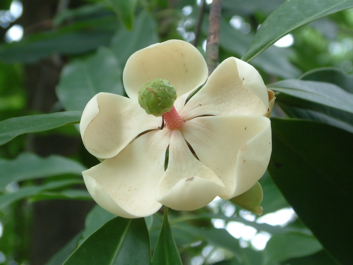 海南木莲 Manglietia fordiana var. hainanensis 海南木莲 Manglietia fordiana var. hainanensis
