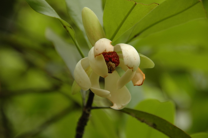 木莲Manglietia fordiana 木莲Manglietia fordiana