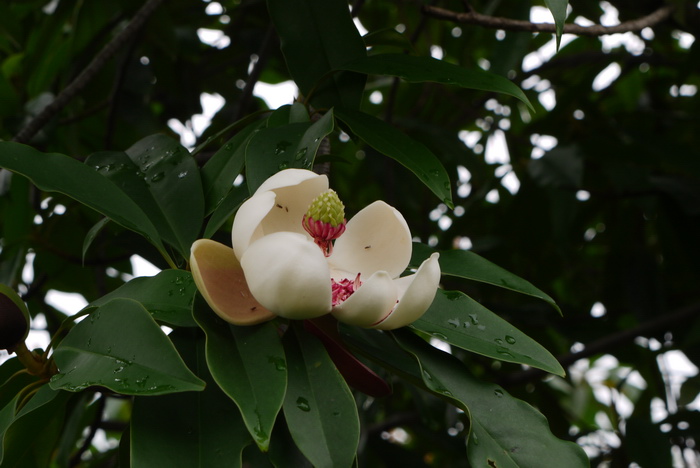 滇桂木莲Manglietia forrestii 滇桂木莲Manglietia forrestii