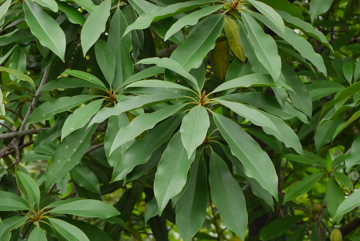滇桂木莲Manglietia forrestii 滇桂木莲Manglietia forrestii