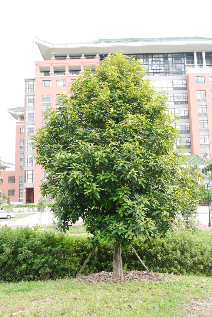滇桂木莲Manglietia forrestii 滇桂木莲Manglietia forrestii