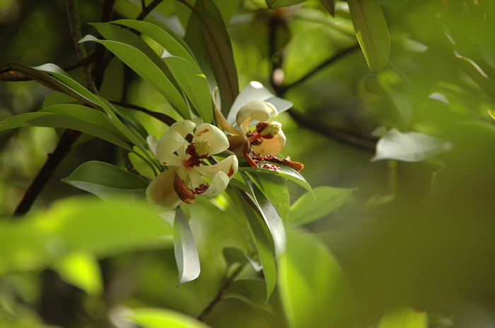 毛桃木莲Manglietia kwangtungensis 毛桃木莲Manglietia kwangtungensis