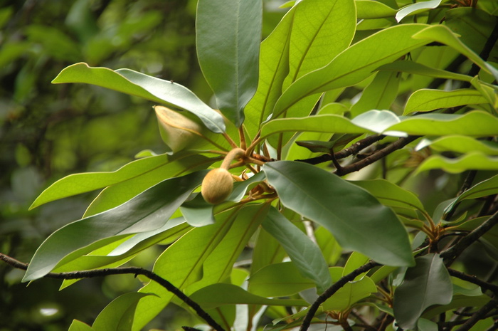 毛桃木莲Manglietia kwangtungensis