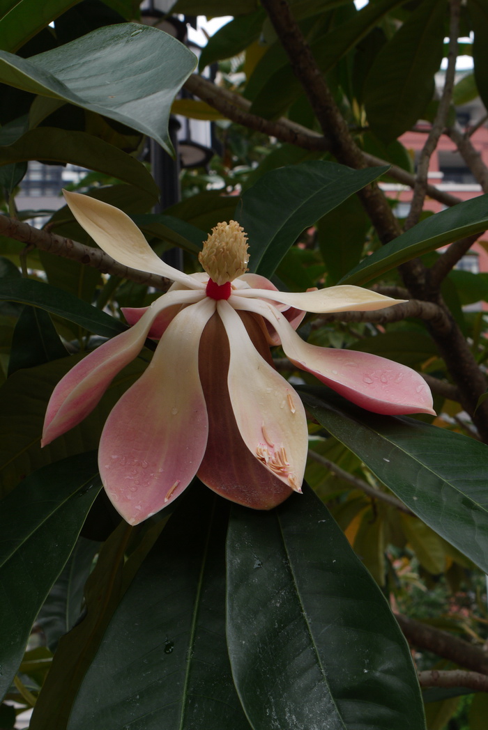 大果木莲Manglietia grandis 大果木莲Manglietia grandis