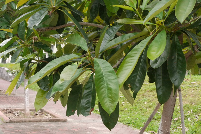 大果木莲Manglietia grandis 大果木莲Manglietia grandis