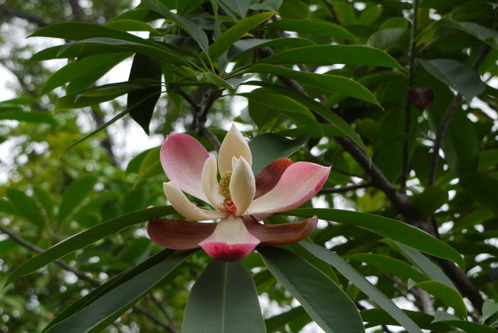 红花木莲 Manglietia insignis 红花木莲 Manglietia insignis