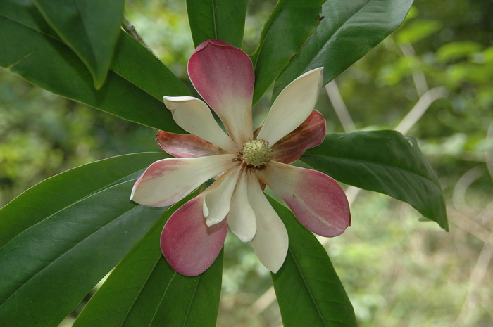 红花木莲 Manglietia insignis 红花木莲 Manglietia insignis