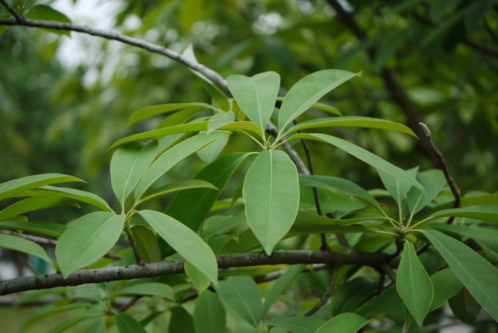 红花木莲 Manglietia insignis