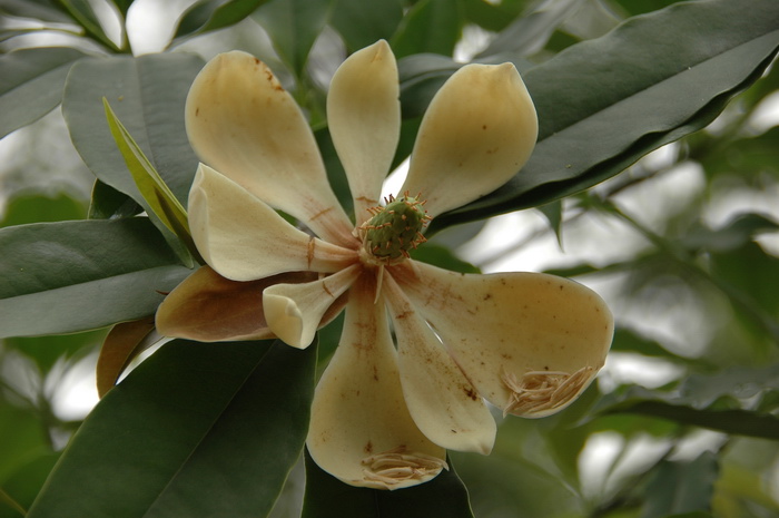 蔑厂木莲 Manglietia miechangensis 蔑厂木莲 Manglietia miechangensis