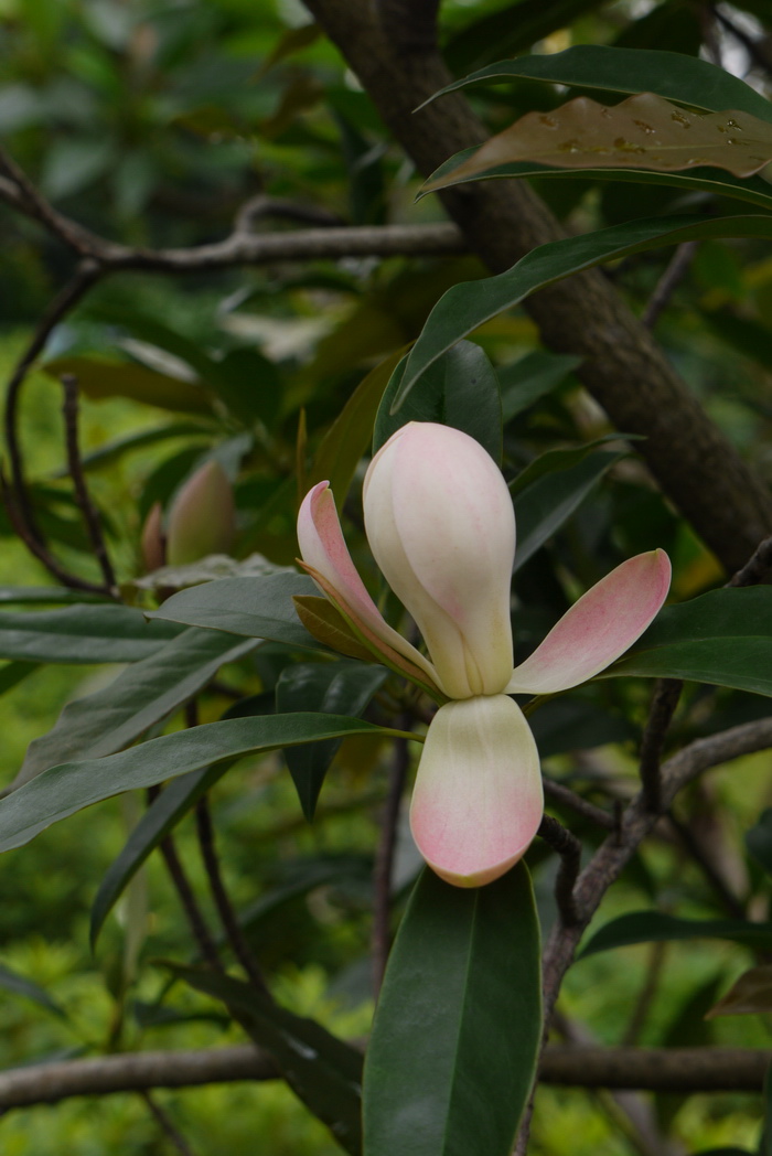 蔑厂木莲 Manglietia miechangensis