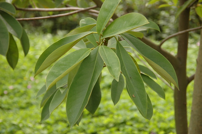 毛果木莲Manglietia ventii