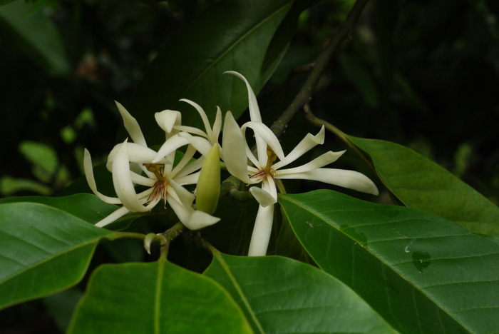 白兰 Michelia alba 白兰 Michelia alba