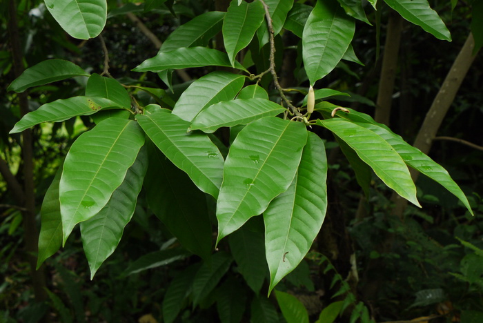 白兰 Michelia alba 白兰 Michelia alba