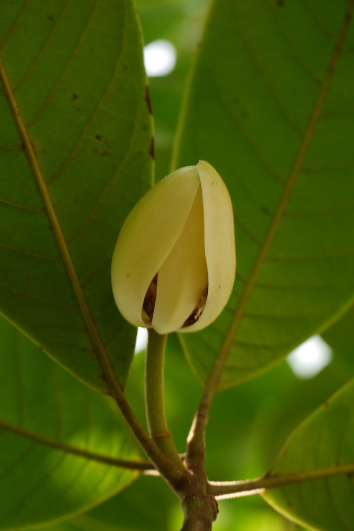 苦梓含笑Michelia balansae 苦梓含笑Michelia balansae