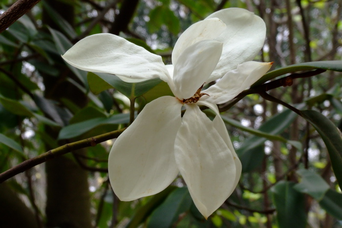 阔瓣含笑Michelia cavaleriei var. platypetala 阔瓣含笑Michelia cavaleriei var. platypetala