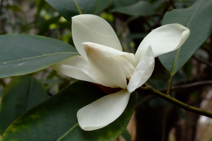 阔瓣含笑Michelia cavaleriei var. platypetala