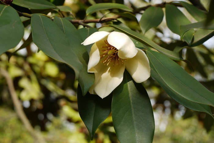 平伐含笑Michelia cavaleriei 平伐含笑Michelia cavaleriei