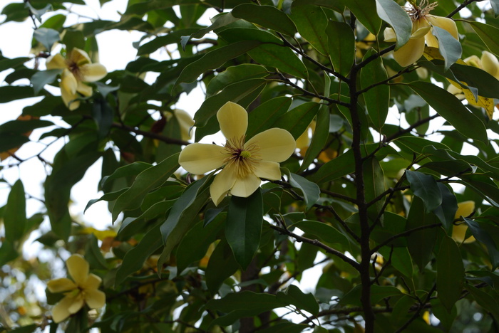 平伐含笑Michelia cavaleriei 平伐含笑Michelia cavaleriei