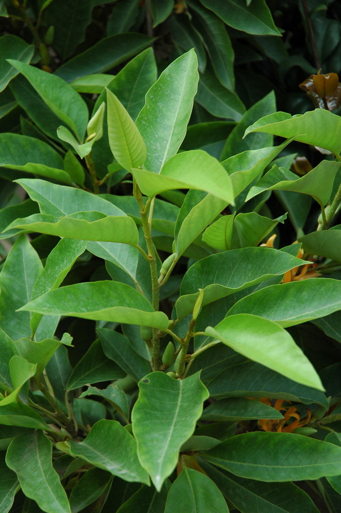 黄兰Michelia champaca