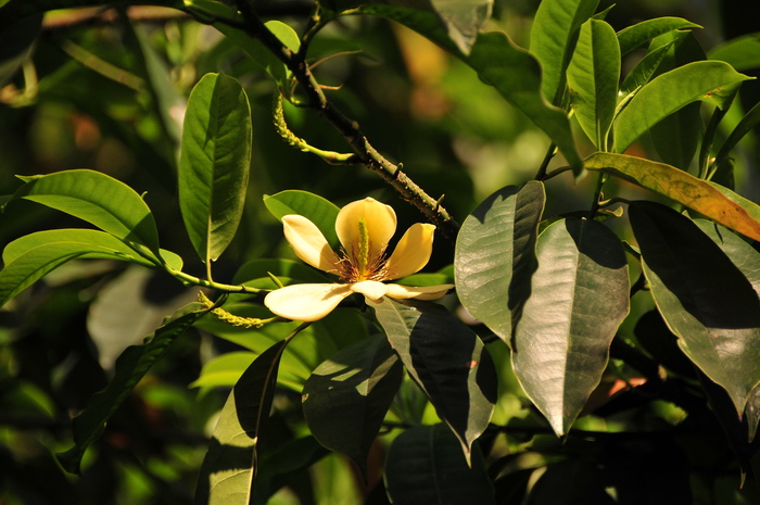 乐昌含笑Michelia chapensis 乐昌含笑Michelia chapensis