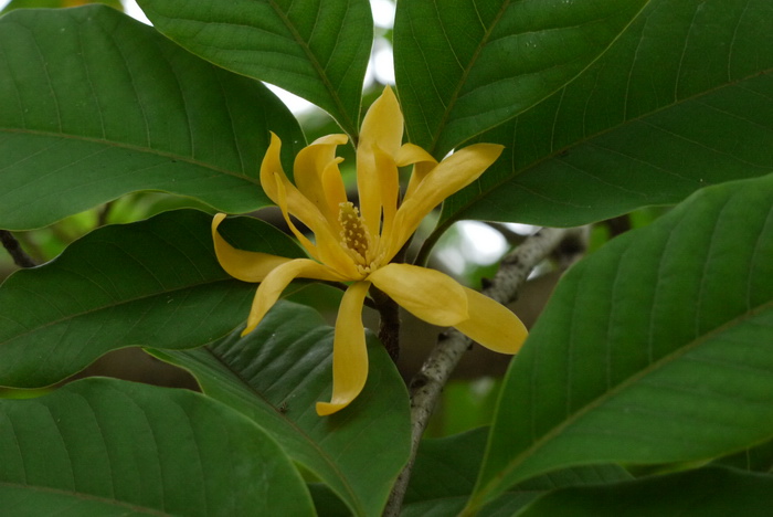 黄兰Michelia champaca