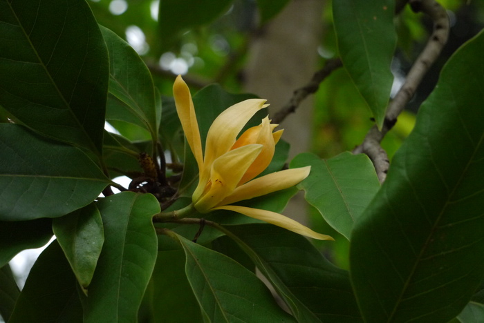 黄兰Michelia champaca