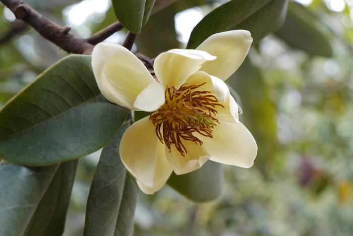 灰岩含笑Michelia fulva 灰岩含笑Michelia fulva
