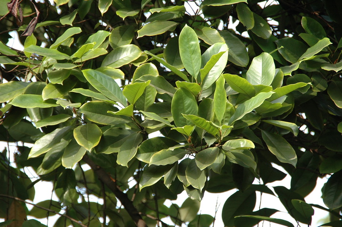 醉香含笑Michelia macclurei 醉香含笑Michelia macclurei
