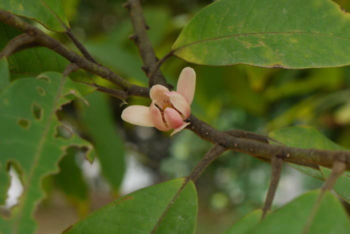 观光木Michelia odora