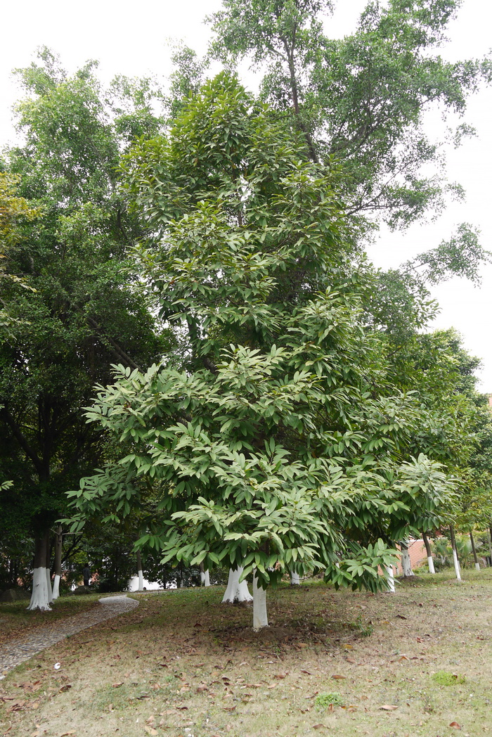 观光木Michelia odora 观光木Michelia odora