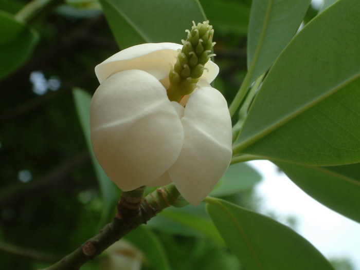 石碌含笑Michelia shiluensis 石碌含笑Michelia shiluensis