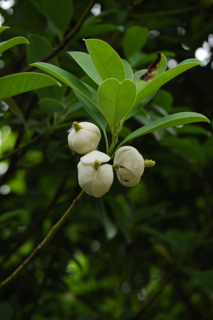 石碌含笑Michelia shiluensis